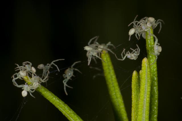 piccoli tomisidi crescono